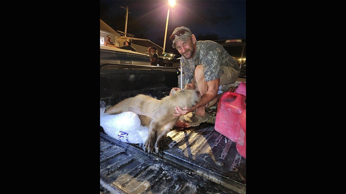 A man holding a dead capybara in the back of a pickup truck.