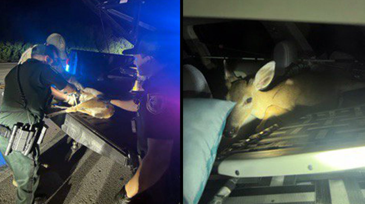 photo of deer in vehicle