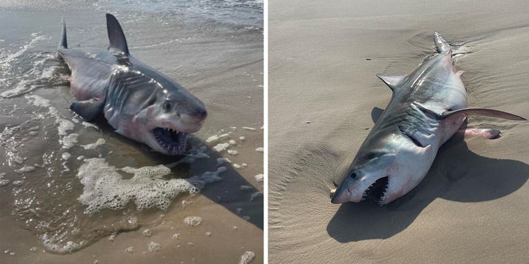 250-Pound Great White Shark—In Menacing Pose—Washes Up on Long Island Beach