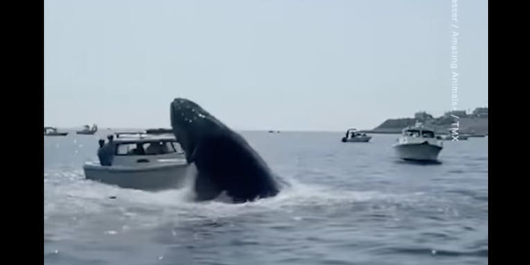 Watch: Breaching Humpback Whale Slams Into Fishing Boat in Massachusetts