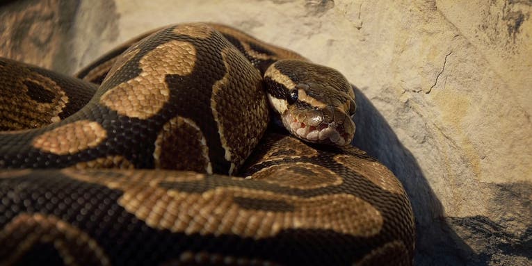 Update: Snake Owner Who Police Rescued Dies of Brain Injury