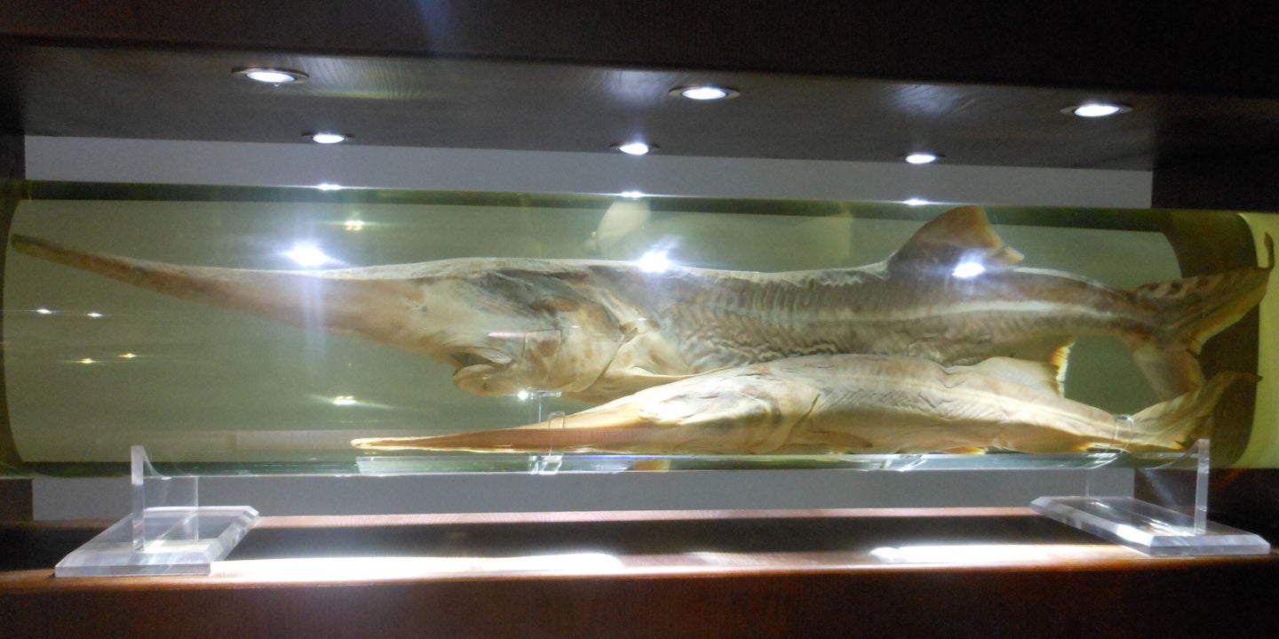 photo of Chinese paddlefish