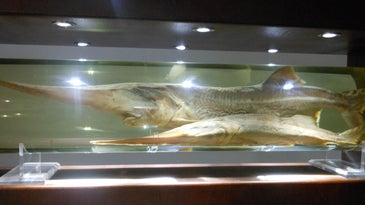 Two of the Largest Freshwater Fish in the World Declared Extinct