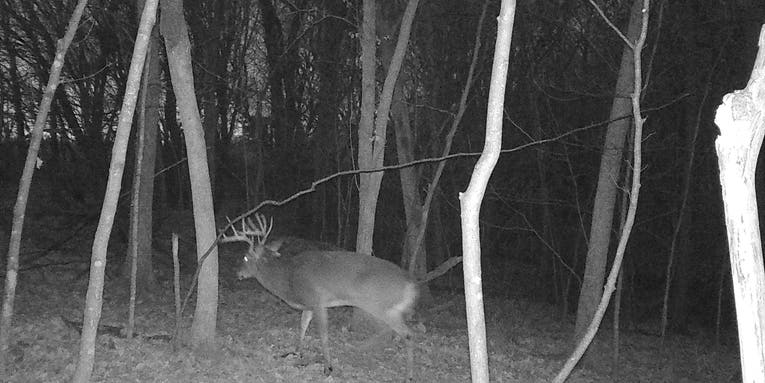 4 Things Your Trail Cams Aren’t Telling You