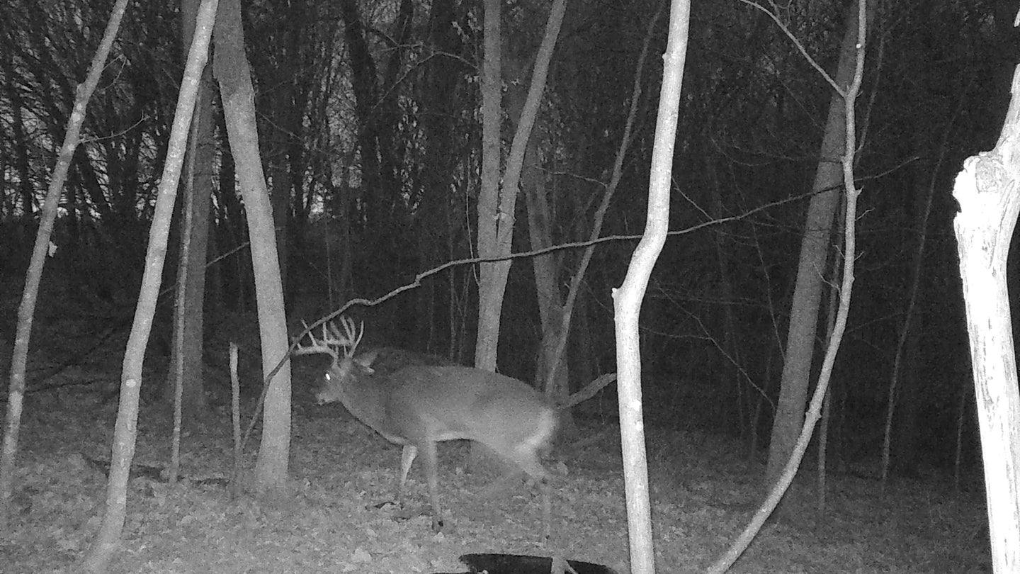Trail camera picture of a whitetail buck walking away.