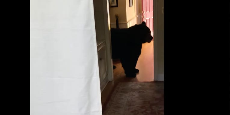 Watch: Big Black Bear Invades Connecticut Couple’s Kitchen