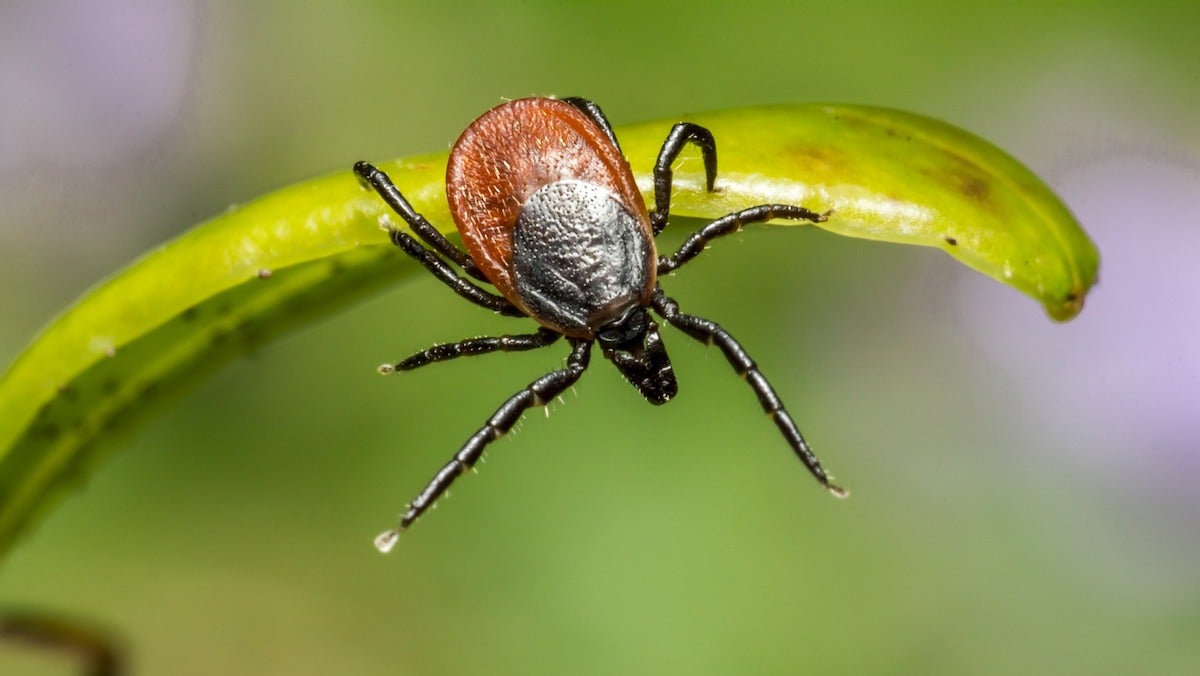 Tick crawling on a blade of grass.