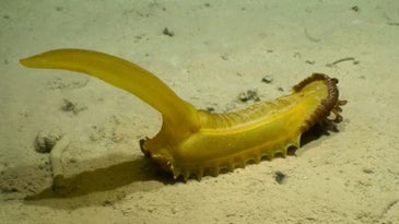 Scientists Find ‘Gummy Squirrel’ 16,000 Feet Under Ocean Surface