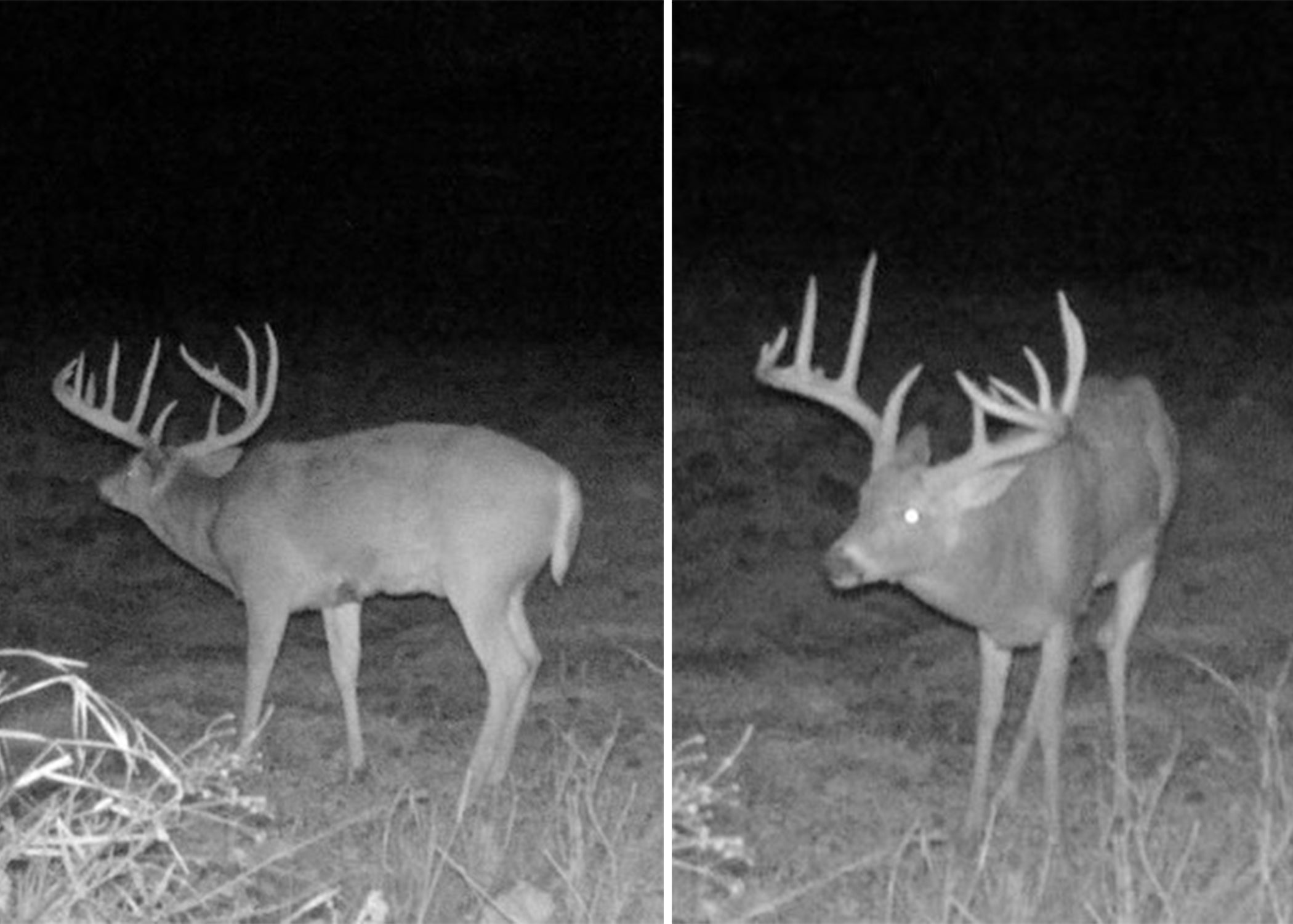 Trail cam photos of great whitetails