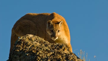 Cougar Mauls 7-Year-Old Boy on a Camping Trip in Rare Attack