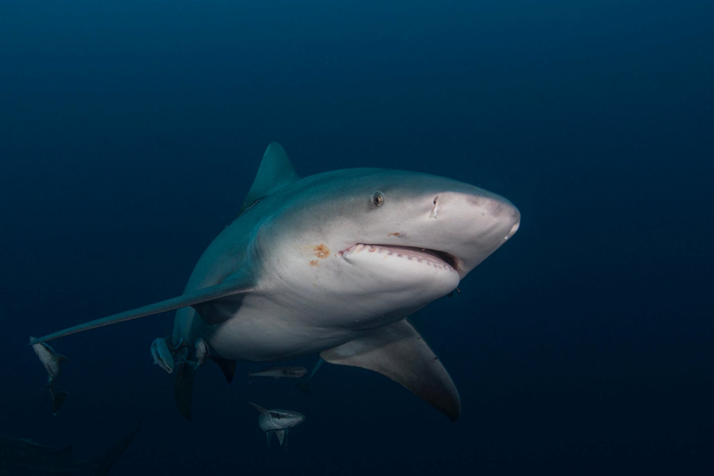 photo of bull shark