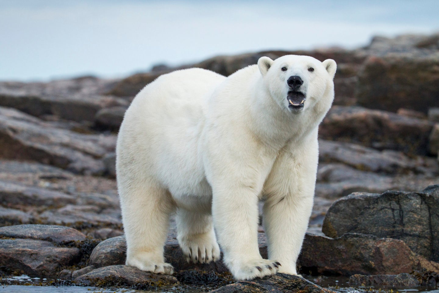 Adult Male Polar Bear (Ursus maritimus) walking along rocky shoreline