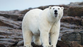 French Tourist Survives Rare Polar Bear Attack in Norway