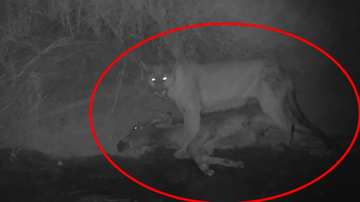 mountain lion stands over dead donkey