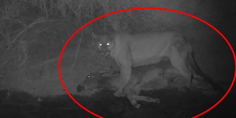 Researchers Capture First-Ever Photos of Mountain Lions Preying On Feral Burros
