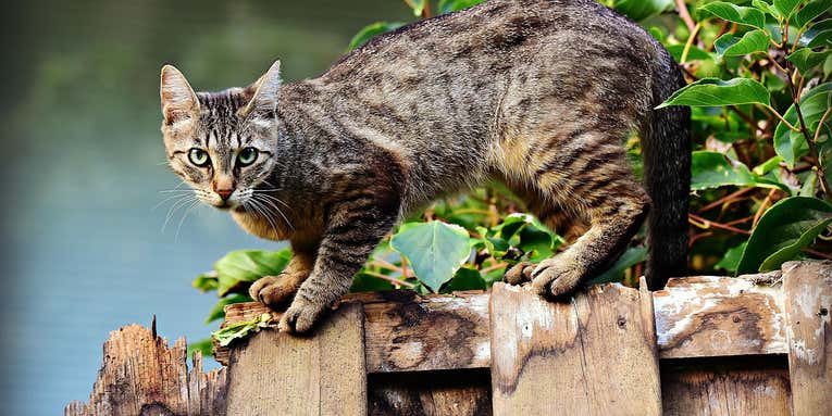 Is Fluffy, Mittens, and Every Other Domestic Cat an Invasive Species?