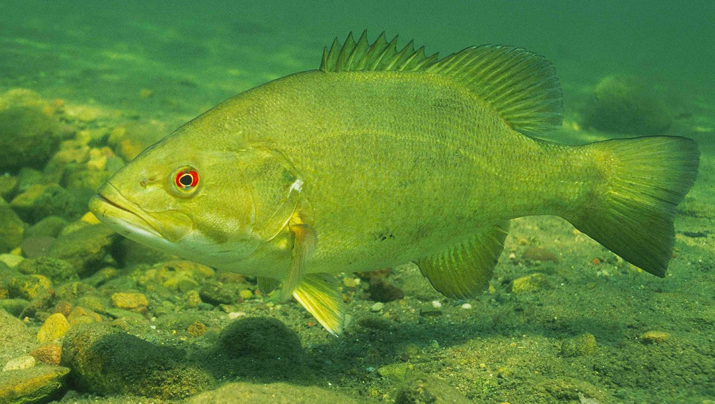 photo of smallmouth bass