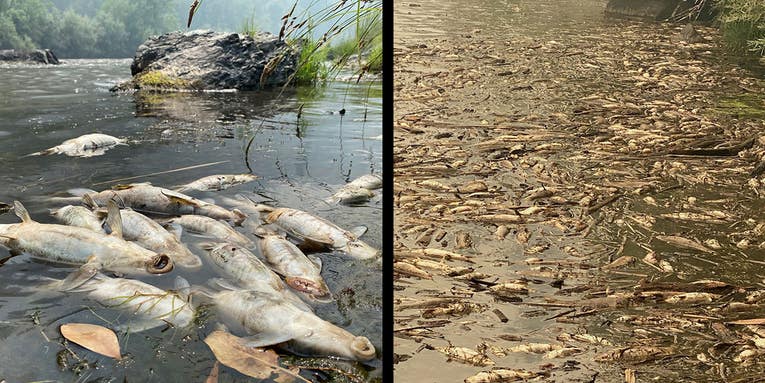 Debris from California Wildfire Causes Massive Fish Kill on the Klamath River