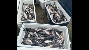Five Poachers Busted with 665 Catfish in Louisiana