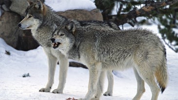 Anti-Hunting Groups Sue Feds to Spur Decision on Re-Listing Rocky Mountain Gray Wolves