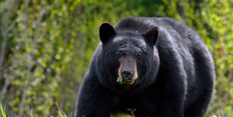 Canadian Hiker Faces Several Charges After Shooting Black Bear with 20-Gauge Shotgun in Self Defense