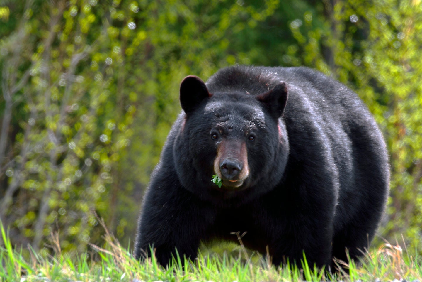 a large adult American Black Bear (Ursus Americanus), photographed while eating grass