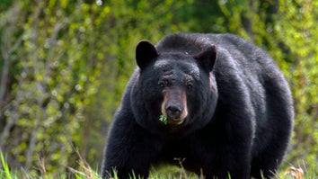 Canadian Hiker Faces Several Charges After Shooting Black Bear with 20-Gauge Shotgun in Self Defense