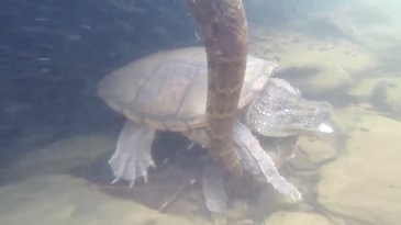 Watch a Common Snapping Turtle Brutally Take Down a 4-Foot Water Snake