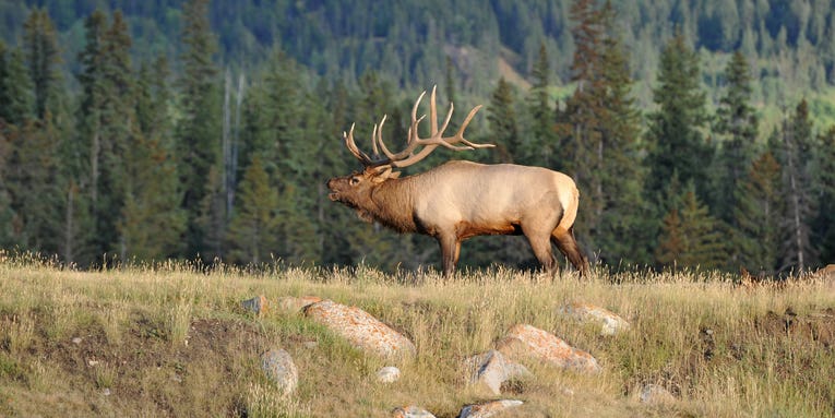 Two Montana Men Arrested for Poaching Trophy Elk and Stabbing Hatchery Trout