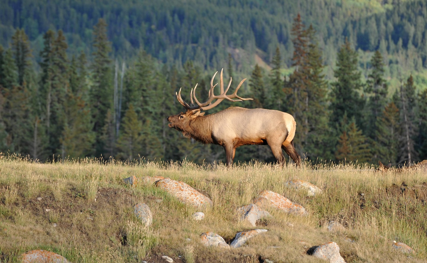 Male elk bugling