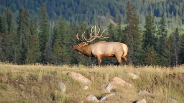 Two Montana Men Arrested for Poaching Trophy Elk and Stabbing Hatchery Trout