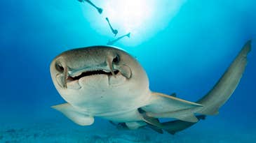8-Year-Old Boy Attacked by Multiple Nurse Sharks in the Bahamas