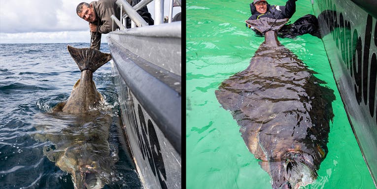British Angler Catches and Releases Gigantic 7-Foot Halibut in Norway