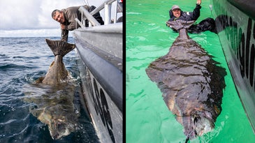 British Angler Catches and Releases Gigantic 7-Foot Halibut in Norway