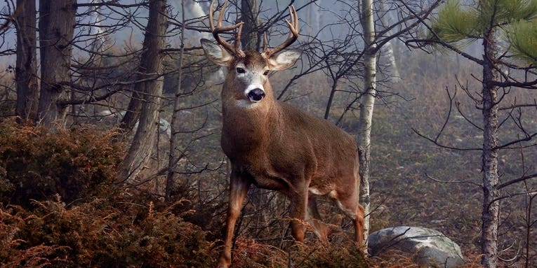 Straight Talk from a Maine Deer Guide on Tracking and Still-Hunting Big-Woods Bucks