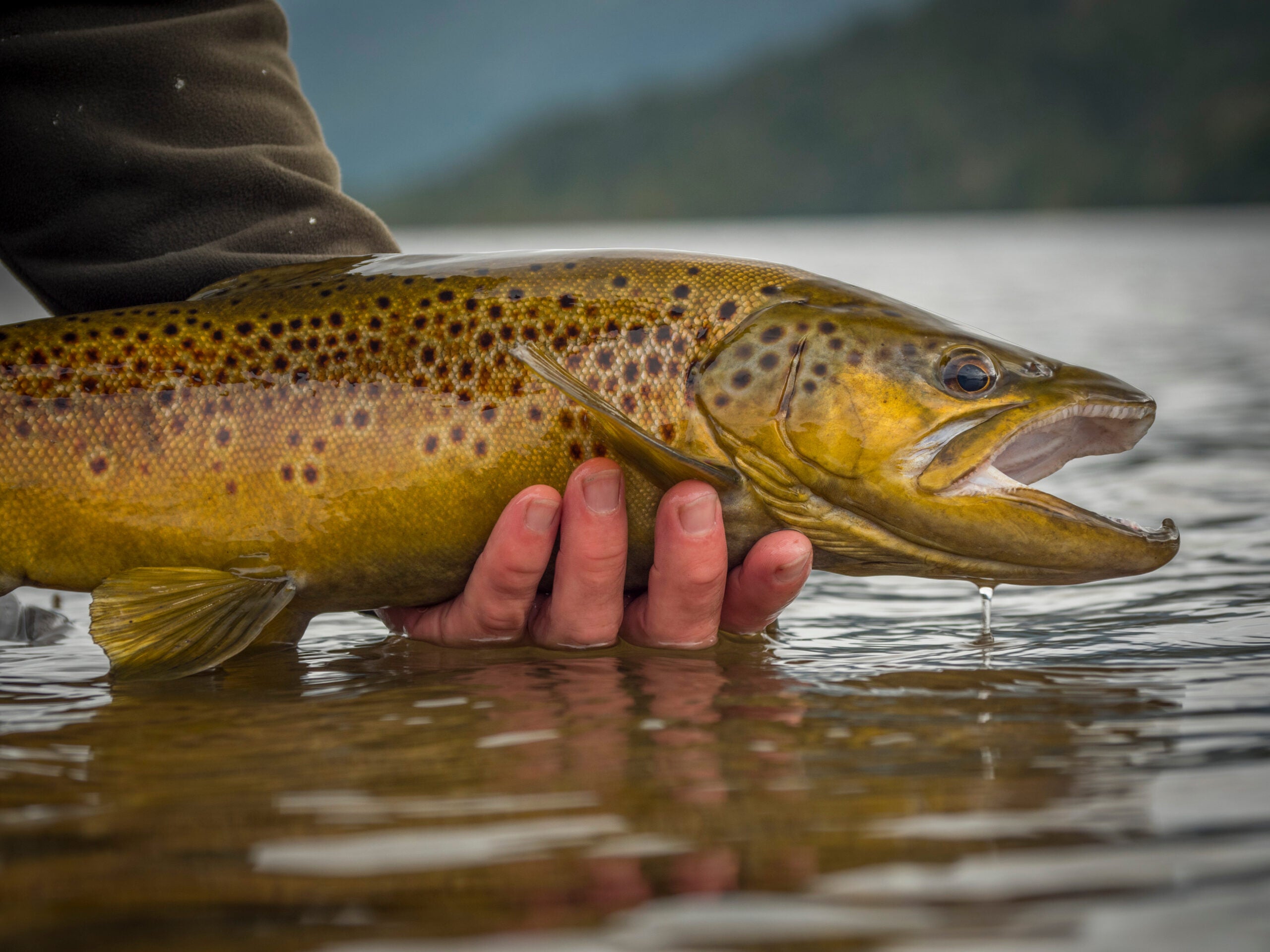 photo of a big brown trout 