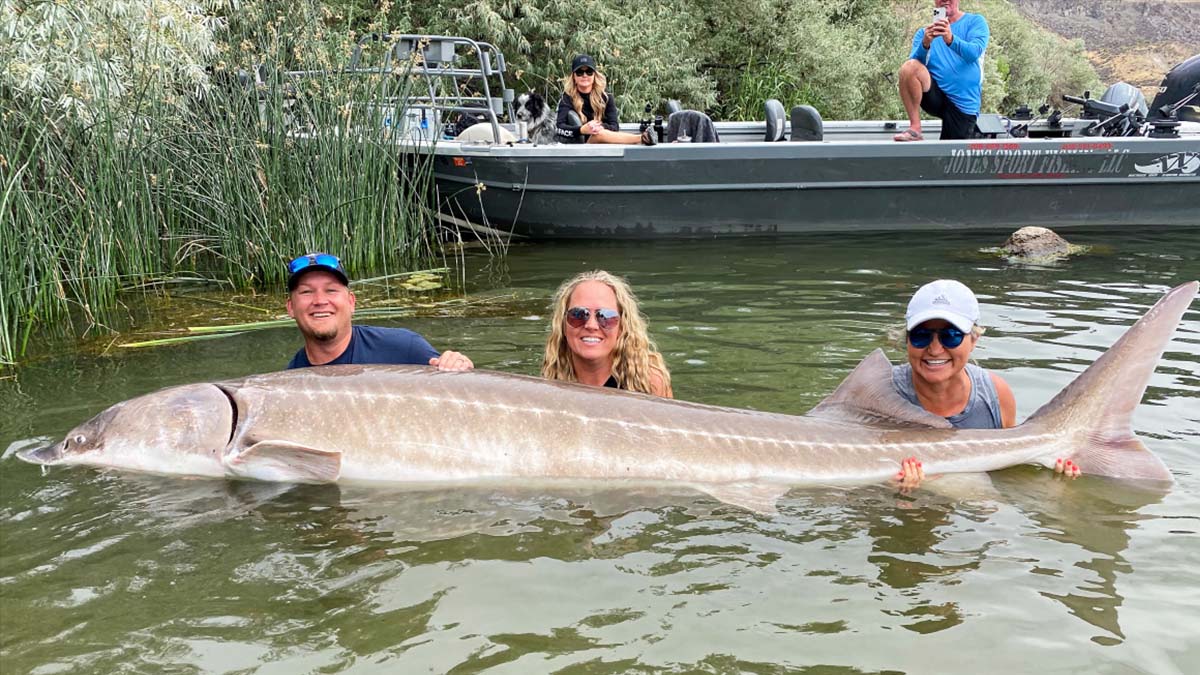 anglers hold giant white sturgeon in water