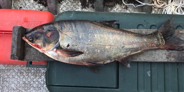 Officials Capture 22-Pound Invasive Carp Just 7 Miles from Lake Michigan