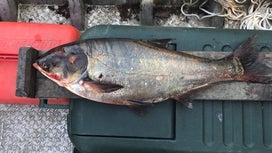 Officials Capture 22-Pound Invasive Carp Just 7 Miles from Lake Michigan