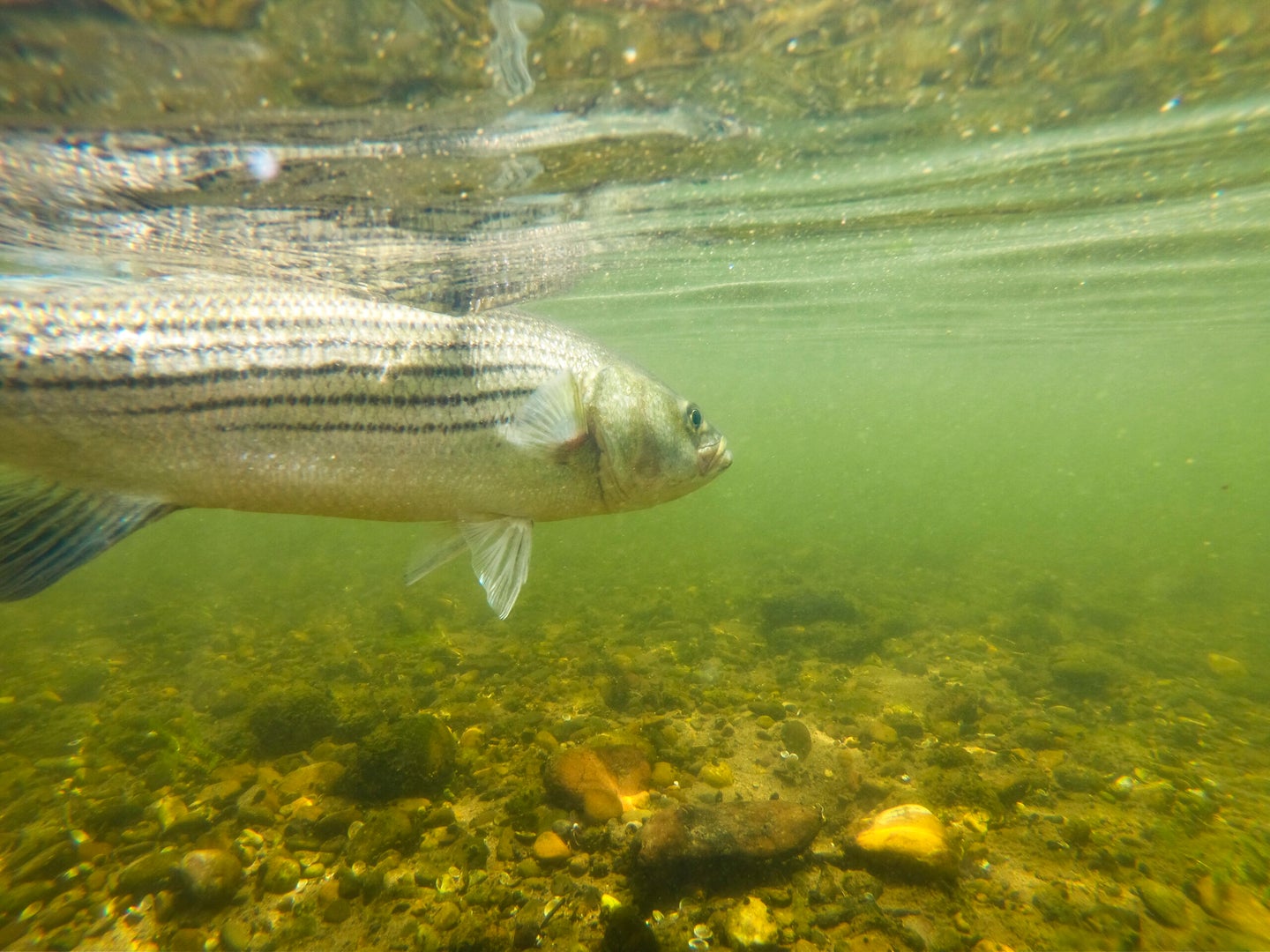 underwater photo of striped bass