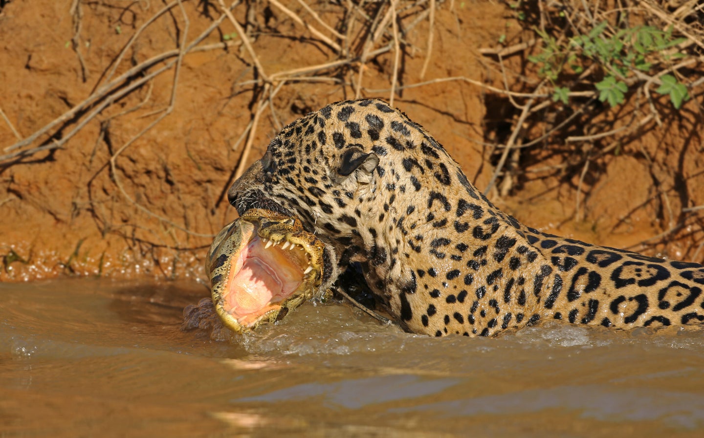 Jaguar hunts and catches Caiman in the Brazilian Pantanal.