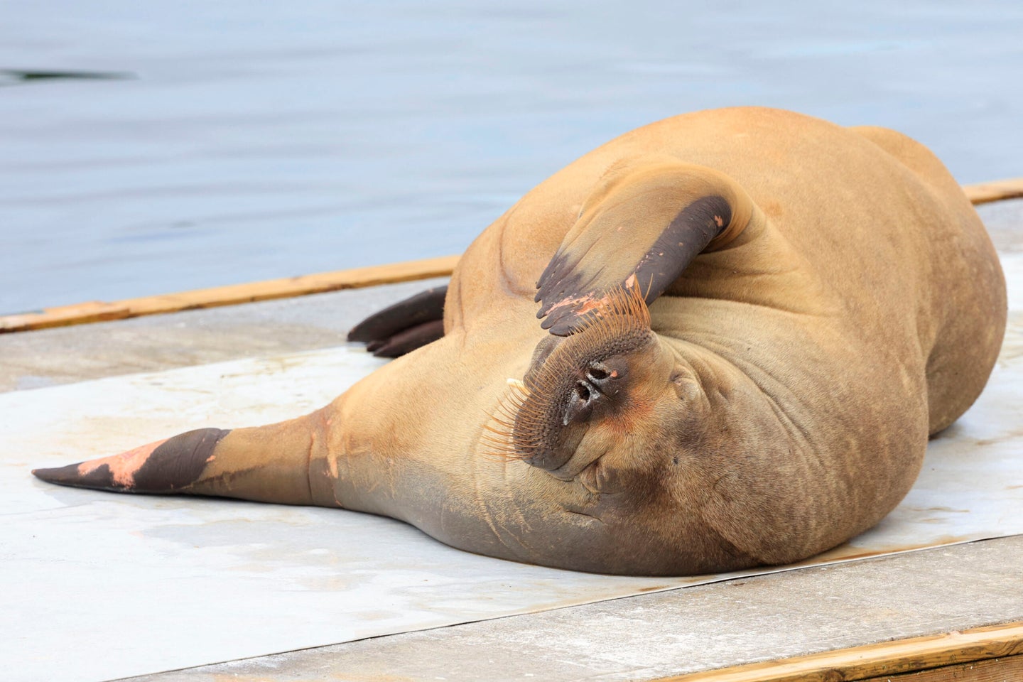 A female walrus named Freya lies at the waterfront at Frognerstranda in Oslo