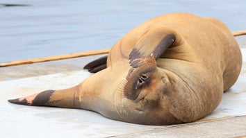 Norway Euthanizes Popular 1,300-Pound Walrus Known as “Freya”