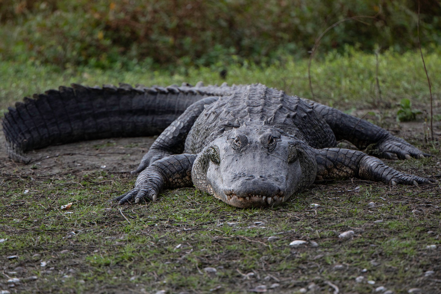 MEET THE ALLIGATOR- Cannibal If you've ever been to the park, you know our  boy, Cannibal. At 13' long and 800 lbs, he's our largest alligator at  the