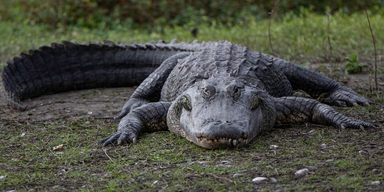 Watch a Massive Alligator Violently Body Slam Another Gator