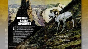 “My God…” The Story of the (Unofficial) World-Record Dall Sheep