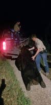 CPW officials hauled the giant boar black bear away after Ken Mauldin shot and killed the animal inside his home.