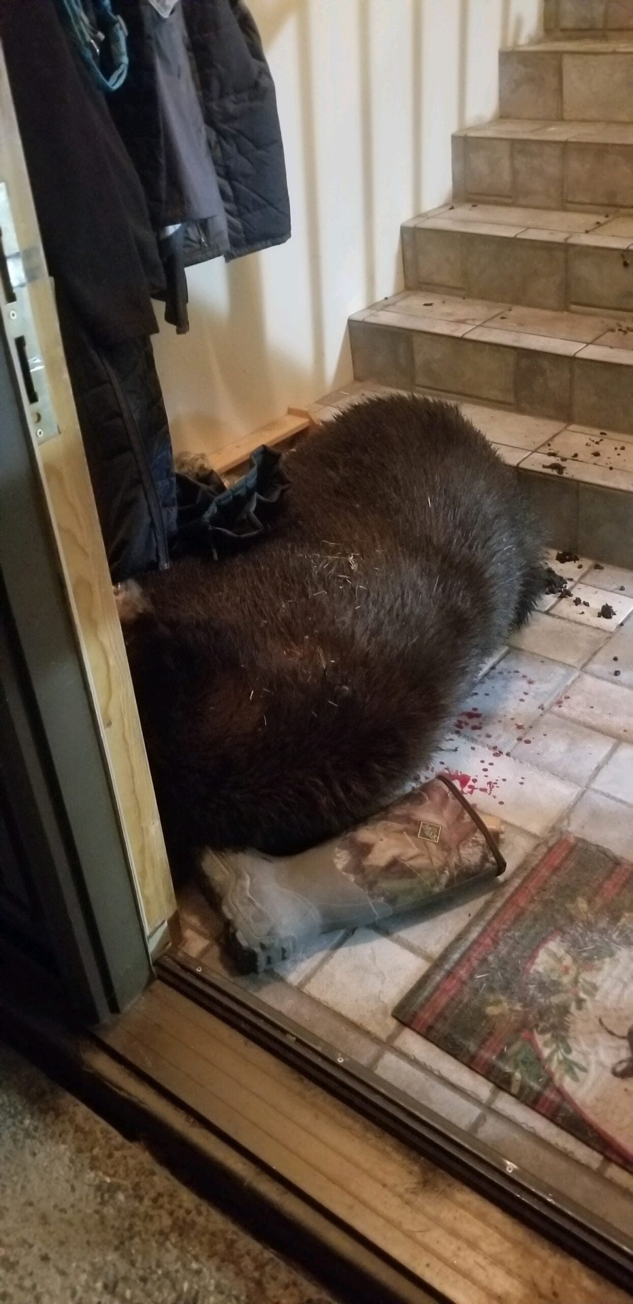 Colorado man fires .40 Cal Glock 9 times to kill black bear that entered his home at night