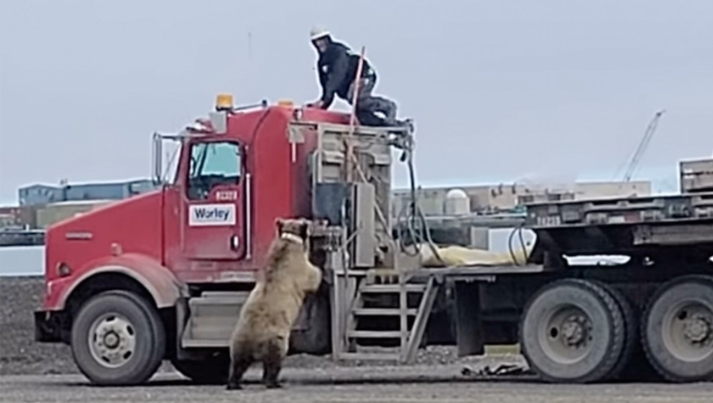 a grizzly bear charges an oil worker
