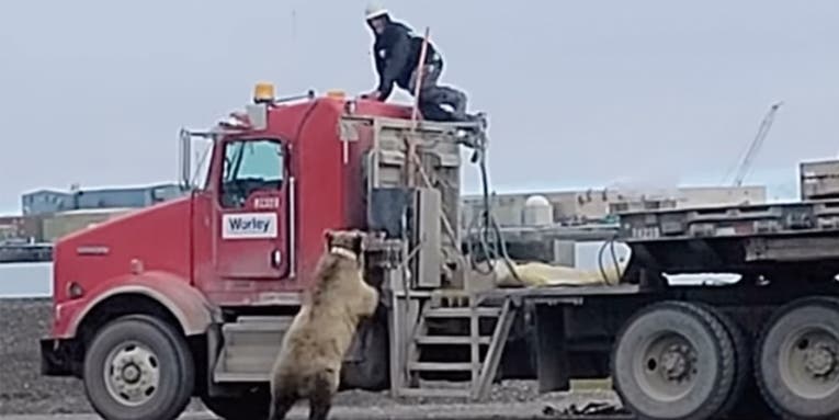 Watch a Big Grizzly Bear Chase an Oil Field Worker Onto the Roof of a Semi-Truck